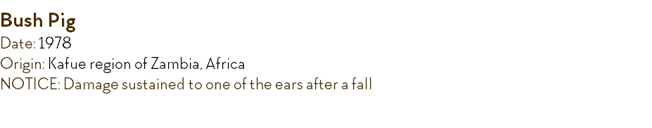 Bush Pig Date: 1978 Origin: Kafue region of Zambia, Africa NOTICE: Damage sustained to one of the ears after a fall 