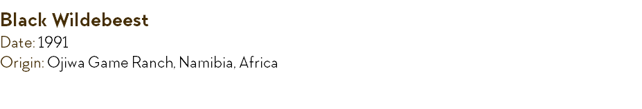Black Wildebeest Date: 1991 Origin: Ojiwa Game Ranch, Namibia, Africa 